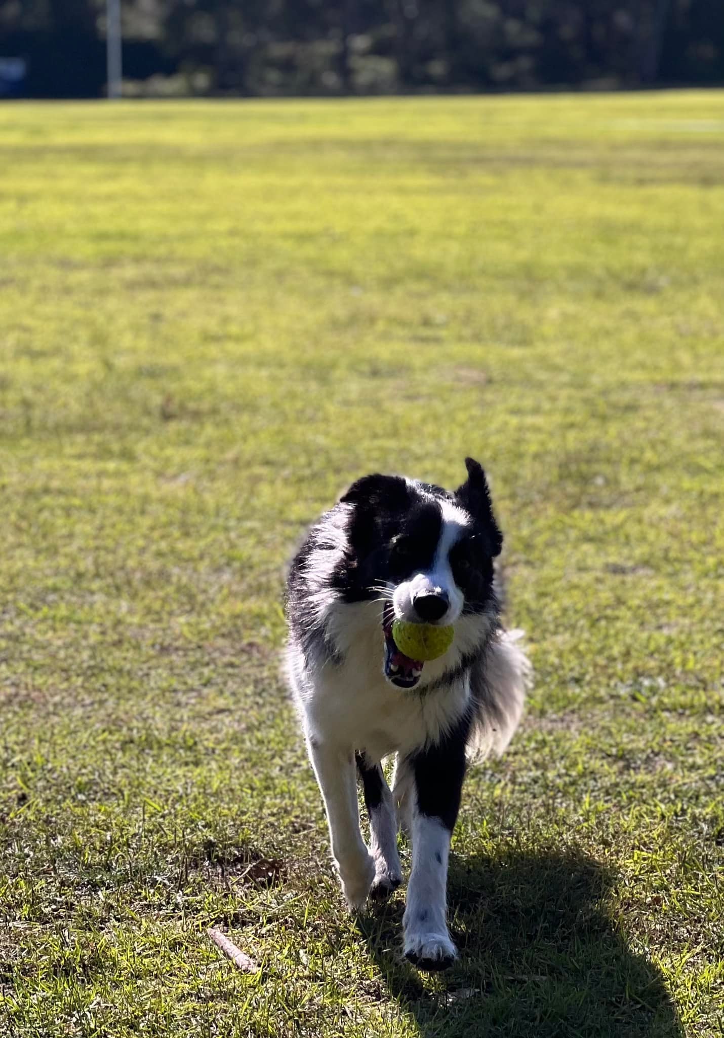 Australian Shepherd looking happy