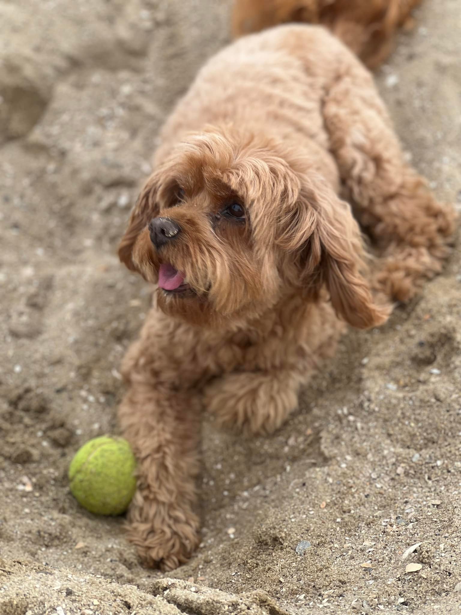Dog at Sandringham beach