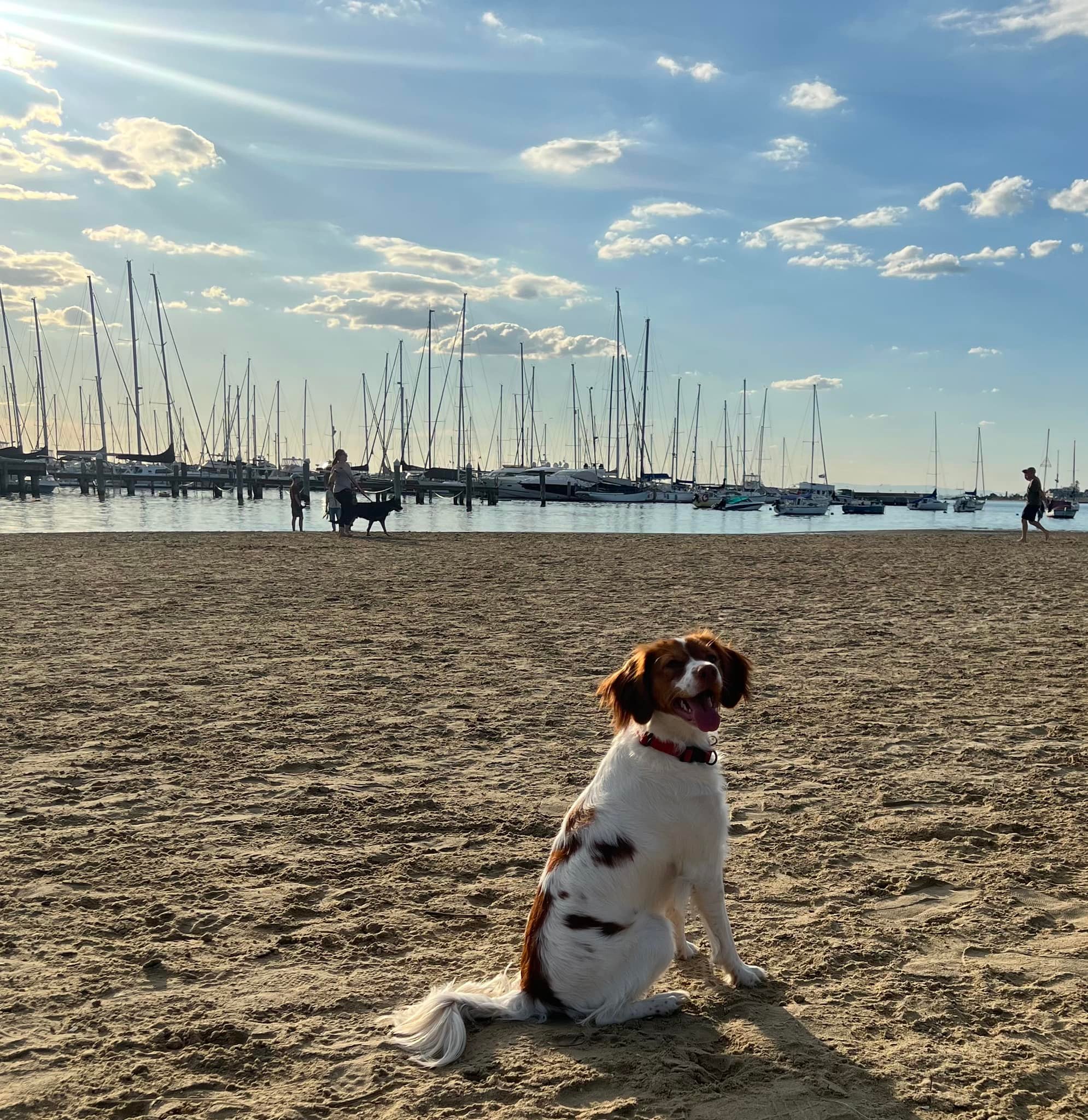 Cavoodle playing on the beach