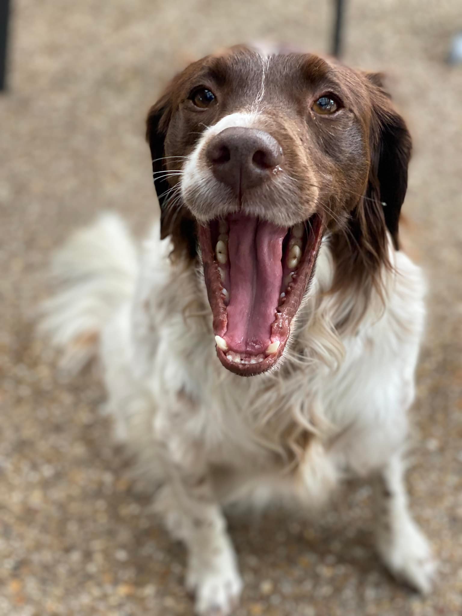 Spaniel splashing in the bay